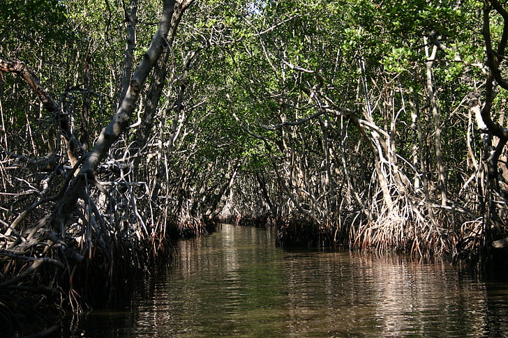 Everglades, Florida, pântano, natureza, água, Mesquita, zonas húmidas