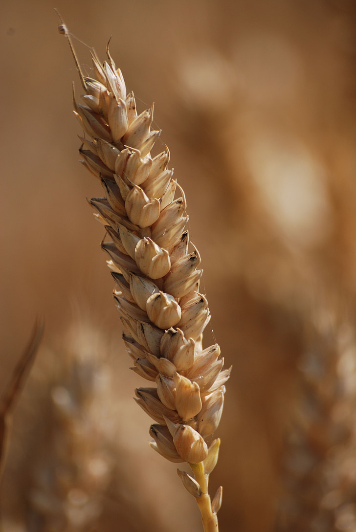 pšenica, obilniny, poľnohospodárstvo, zrno, osivo, obilných rastlín, plodín