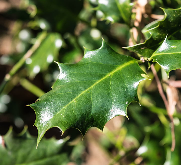 Leaf, Holly, ostnaté, Zelená, pichľavé, Brčál, ILEX
