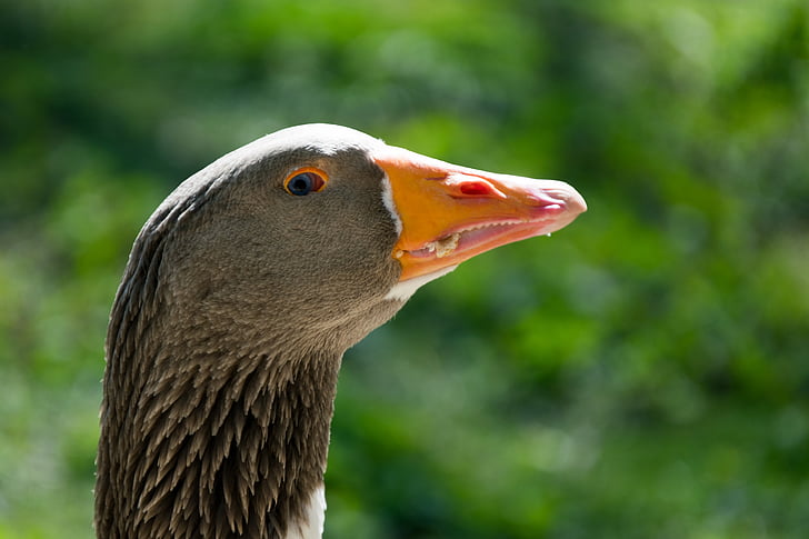 goose, eye, vigilant, bird, animal, nature, beak