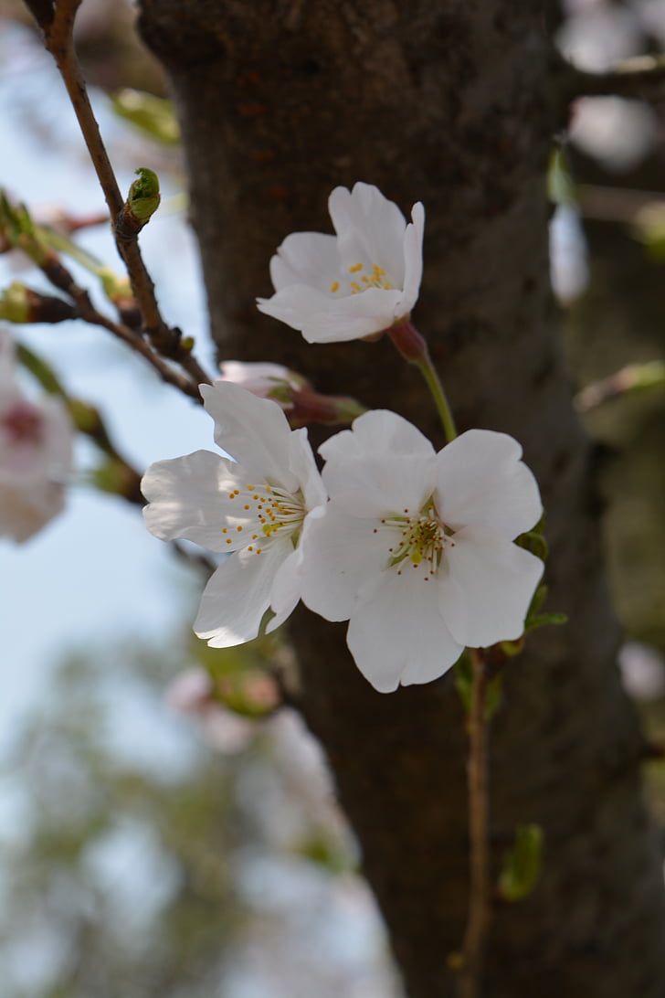 bílá, třešňový květ, jaro