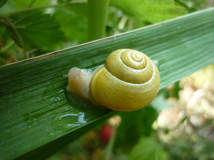 snail, foliage, garden, nature, green leaf, summer