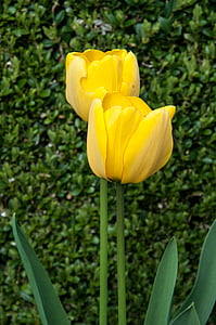 tulip, nature, plant