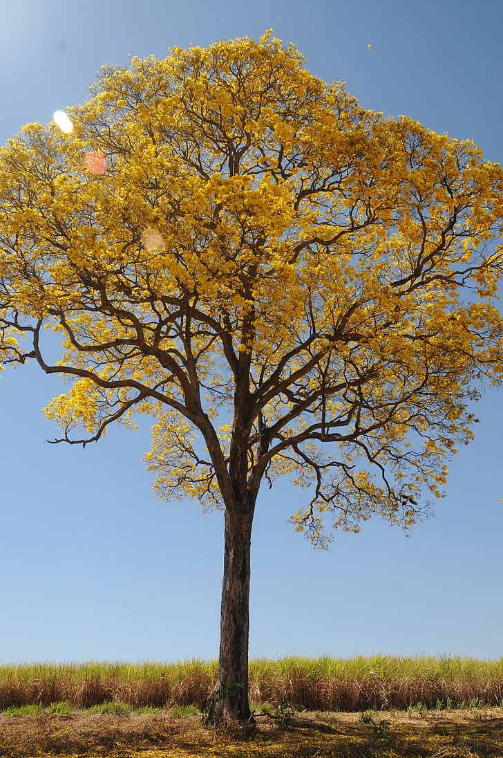 albero, giallo, primavera, azienda agricola, bella, Ipê, paesaggio