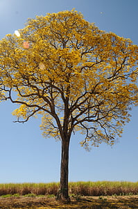 дерево, жовтий, Весна, ферми, Красивий, Ipê, краєвид