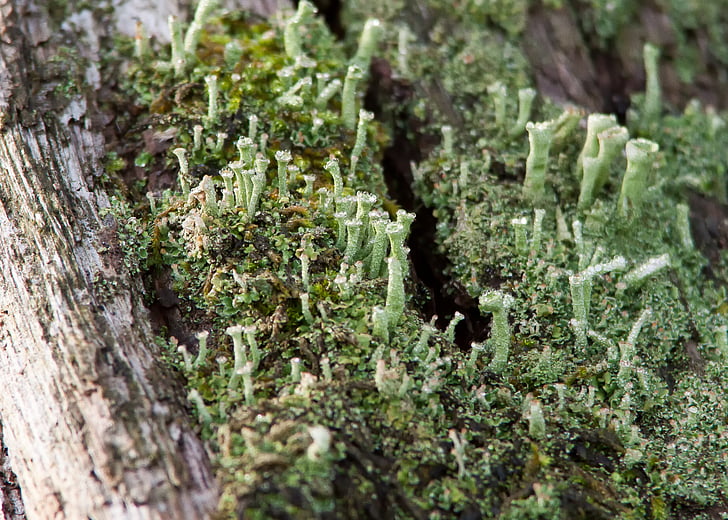 lichen, Moss, pădure, verde, natura, închide, plante