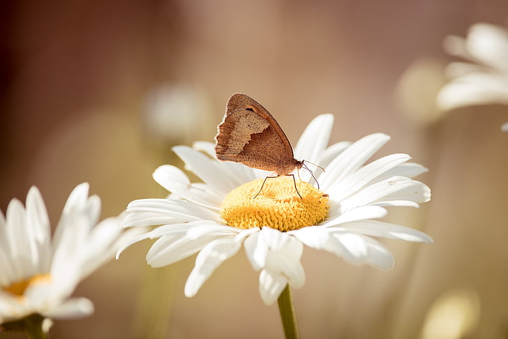 Marguerite, blomst, hvid, hvid blomst, sommerfugl, engen brun, edelfalter