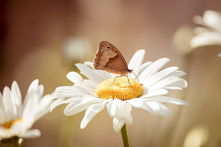 Marguerite, bloem, wit, witte bloem, vlinder, weide bruin, edelfalter