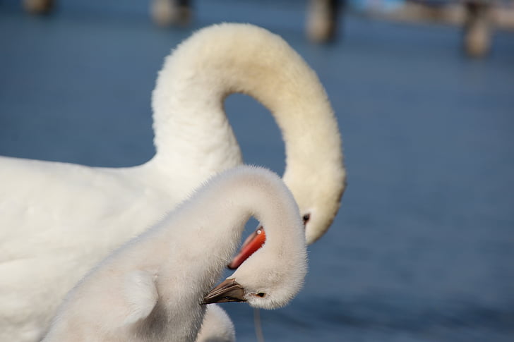swan, neck, young swan, swans, long jibe, water bird, white