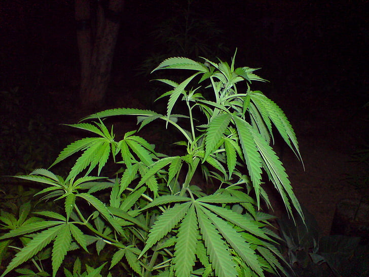 marihuana, cannabise, grøn