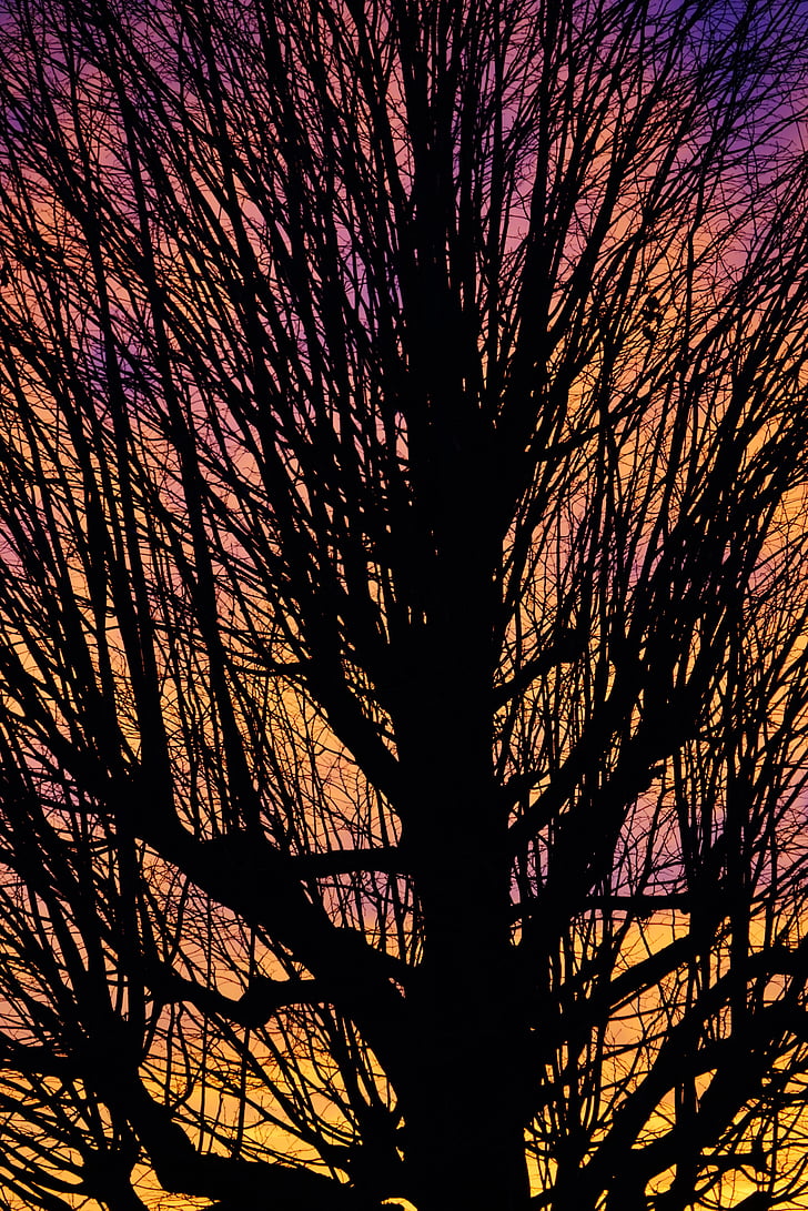 esthétique, branches, tribu, arbre solitaire, coucher de soleil, Sky, abendstimmung