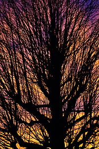 aesthetic, branches, tribe, solitary tree, sunset, sky, abendstimmung