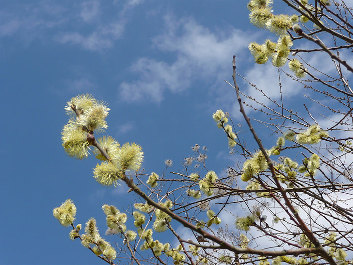 Pavasaris, germersheim, SIGURD röber, augu, gada pavasarī pazīmes, daba, dzeltena
