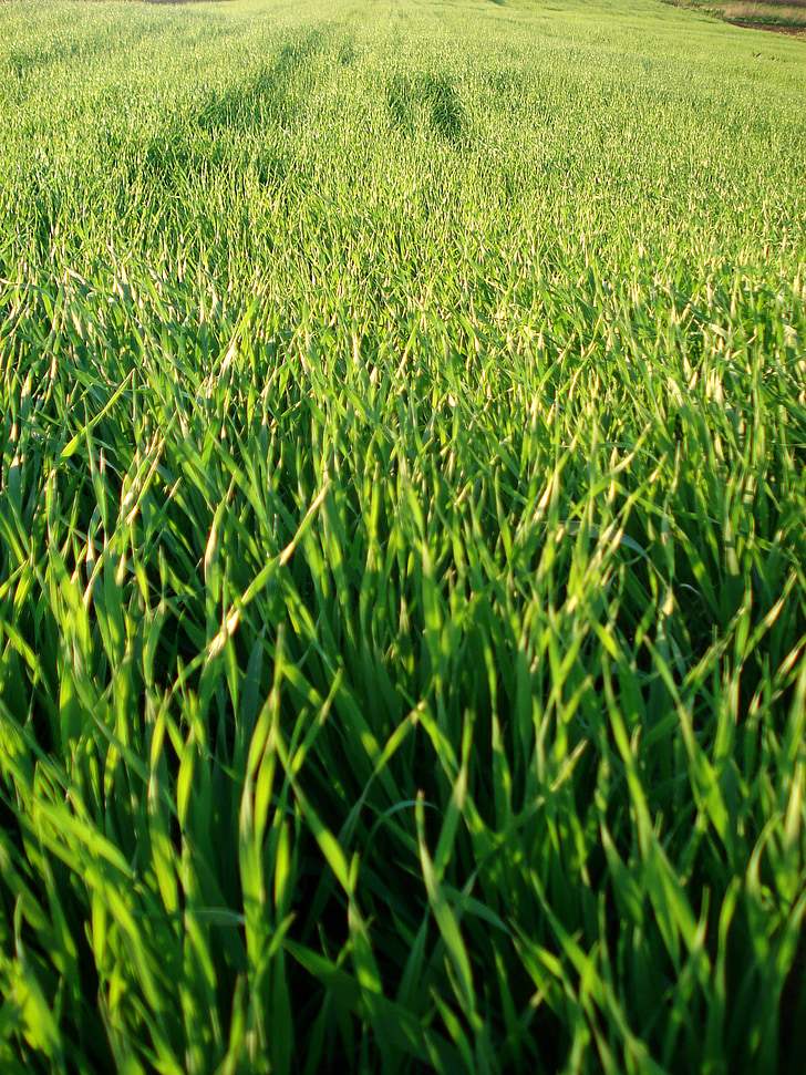 field, grass, wheat, greens, green, plants, nature