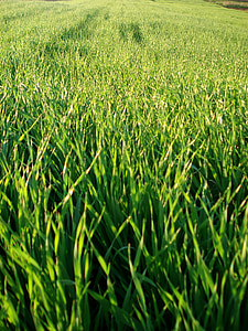 bidang, rumput, gandum, hijau, hijau, tanaman, alam