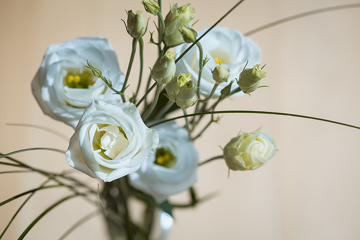 Lisianthus, květ, květ, Bloom, bílá, Bílý květ, bílé květy
