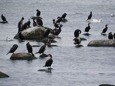 cormorant, covey, birds, water bird, sea, coast, wings