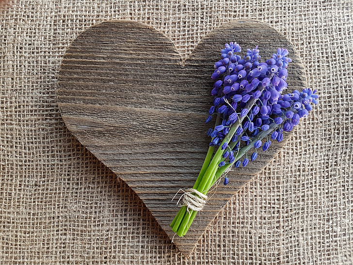 gėlės, vynuogių hiacintų, širdies, meilė