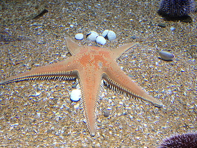morska zvijezda, pijesak, akvarij, morski život, jedna životinja, more, pod vodom