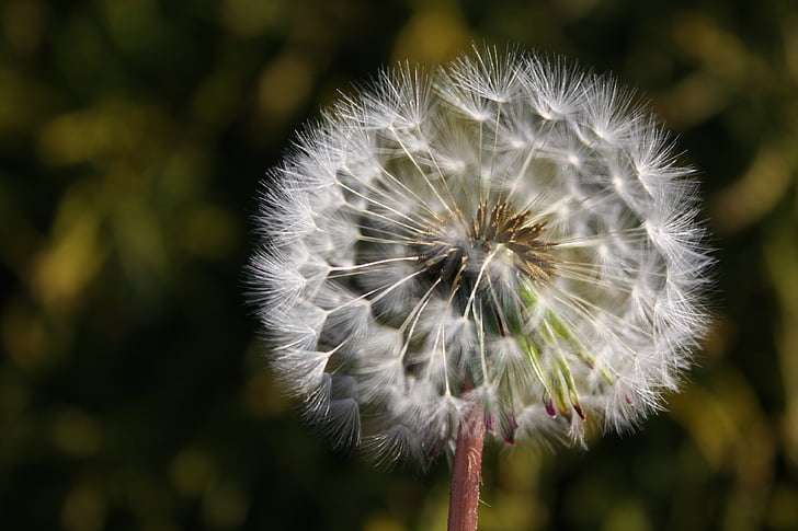 dandelion, wish, flower, nature, seeds, plant, blow