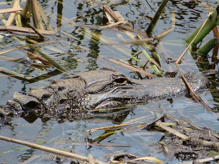 alligator, nature, marsh
