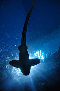 haai, vis, Hamerhaaien, Aquarium, Bangkok, Thailand