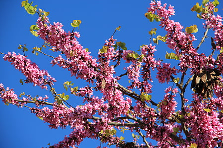 merah muda, biru, langit, bunga, pohon, warna, warna-warni