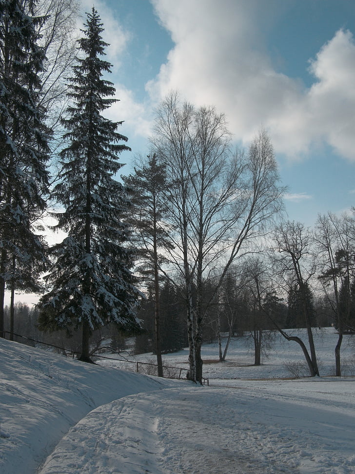 nebo, parka, stabla, proljeće, snijeg, nogostup, sunčano