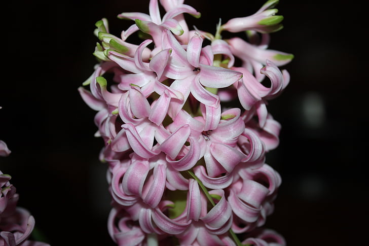blomst, hyacinth, blomstrende