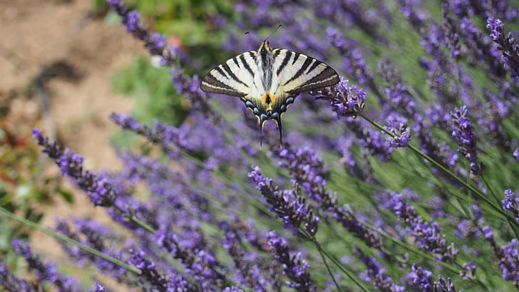 vlinder, lavendel, natuur, Provence, paars, bloem, zomer