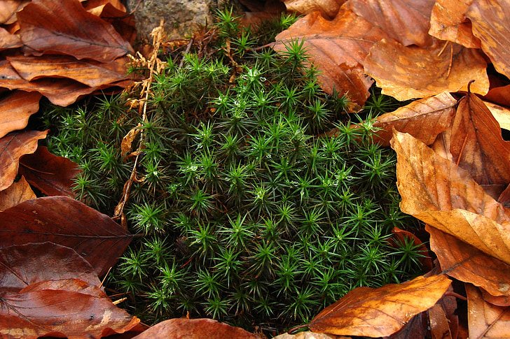 moss, dew, leaves, autumn, forest litter, forest, litter