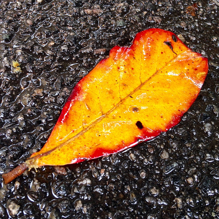 listov, asfalt, Urbana, dež, ni ljudi, rdeča, Povečava