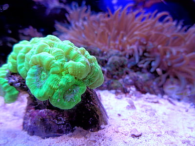 koral, Cay, rumena, svetlo, oblikovanje, ozadje, ozadje