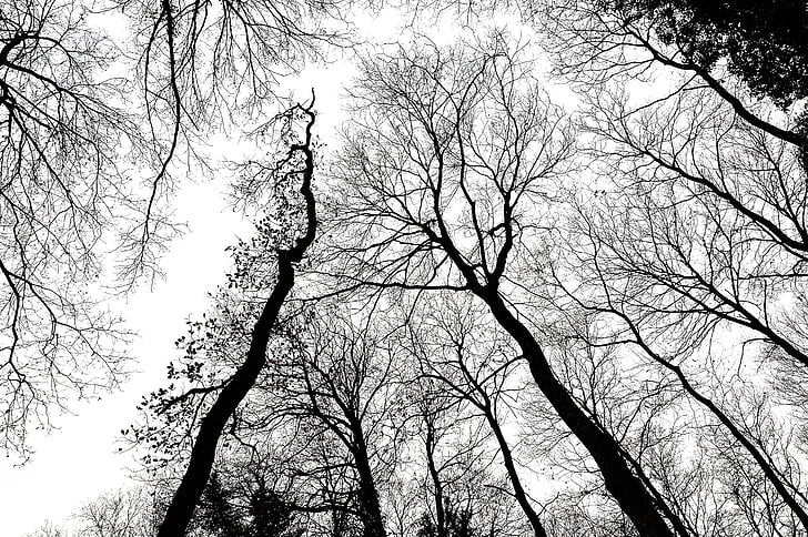 stromy, pobočky, Forest, Sky