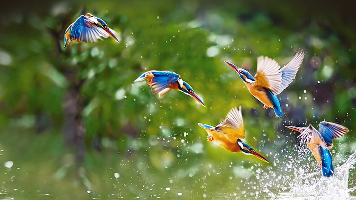 Птахи, Природа, води, Природні, білий, літати, барвистий