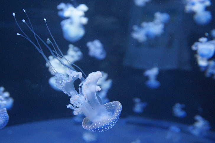 jellyfish, mollusk, fluorescent, fluoresce, aquarium, water, aquatic animal