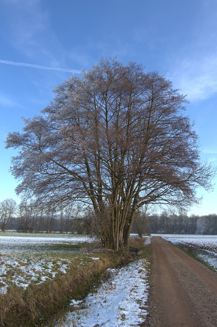 zimowe, od, śnieg, krajobraz, drogi, drzewo, Vörstetten