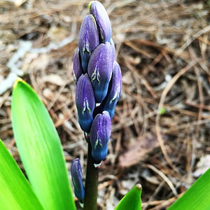 pomlad, cvet, Hyacinth, sezona, spomladi cvet, narave, vrt