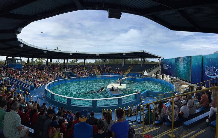 Miami seaquarium, delfini, Killer wales, Visualizza, animale, nuoto, piscina