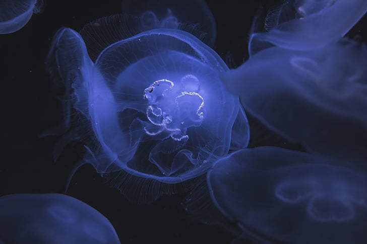jellyfish, underwater, deep, sea, ocean, sting, blue