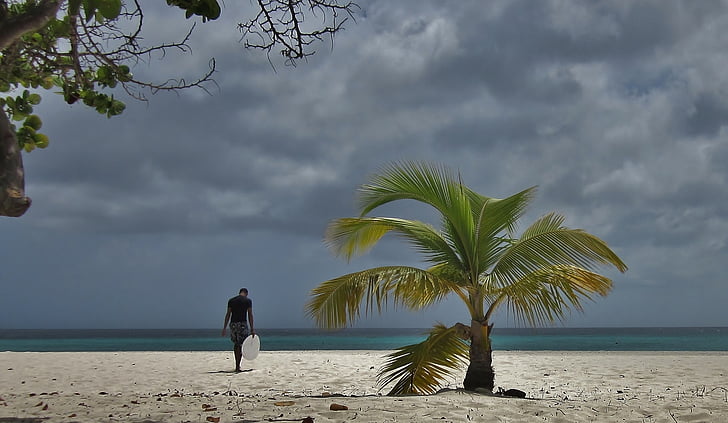 Aruba, palmiye ağacı, sörfçü, sörf, plaj, Manchebo beach, bir Eagle beach