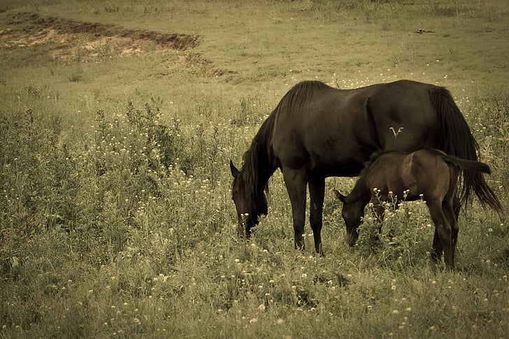 koně, hříbě, Černý kůň, originál, starožitnost, filtr