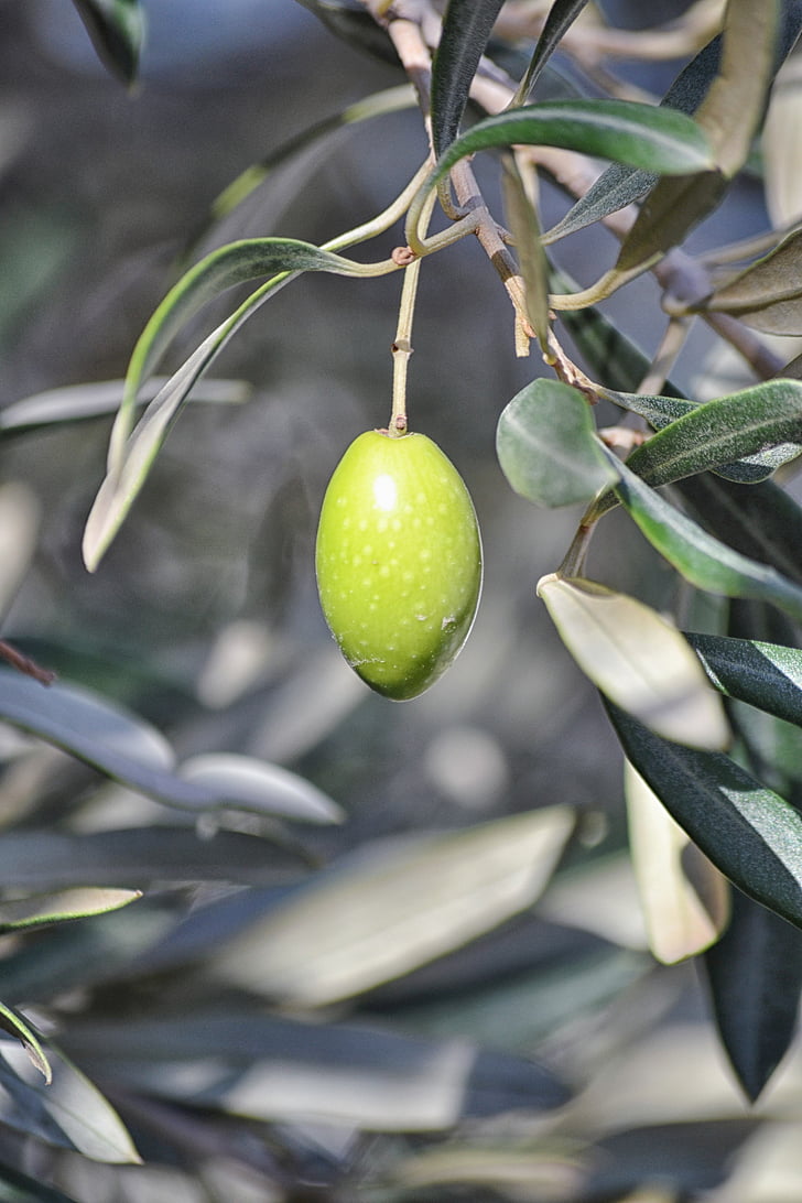 olive, agriculture, oil, tree, growing plant, green, olive tree