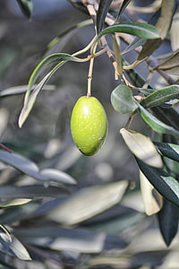 Olive, jordbruk, olja, träd, växande växt, grön, olivträd