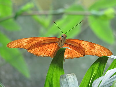 пеперуда, затвори, насекоми, природата, крило, бъг, естествени