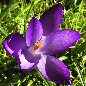 crocus, flowers, violet, purple, blue, petals, blooming