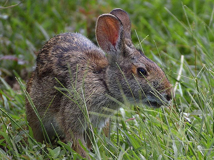 rabbits, bunnies, rabbit, bunny, animals, fauna