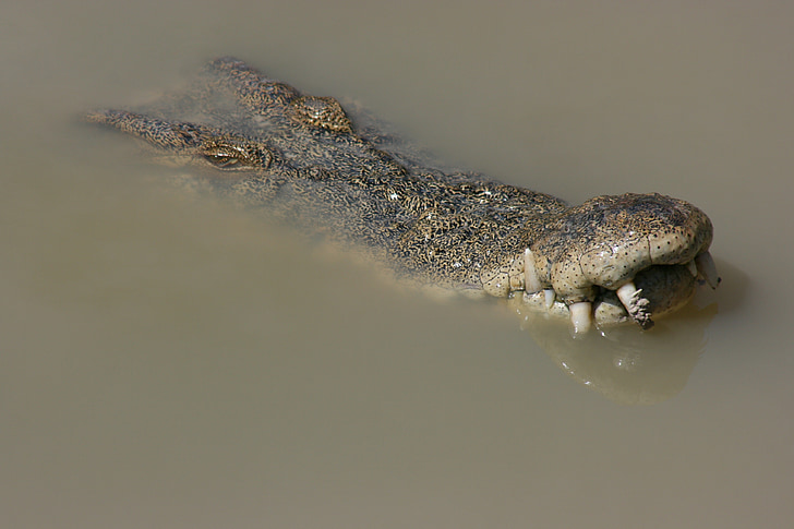 krokodil, salt vatten, australiska, reptil, djur, vilda djur, mun