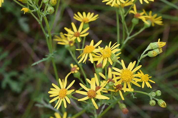 yellow, flower, color, nature