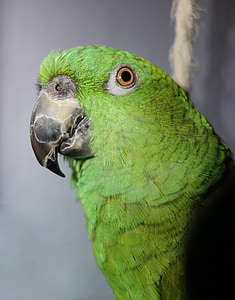 gul hals amazone, papegøje, Amazone, grøn, fugl, dyr, eksotiske